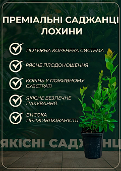 Лохина (чорниця садова) 2 роки "Chippewa" (ранній термін дозрівання) С2 висота 50-60см21