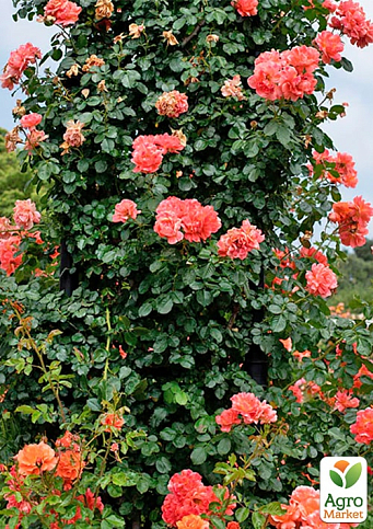 Троянда плетиста "Ебав Олл" (саджанець класу АА+) вищий сорт - фото 4