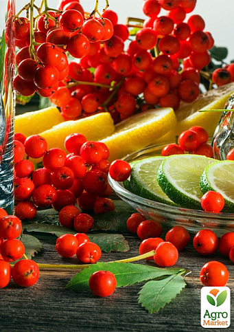 Рябина "Красноплодная" 