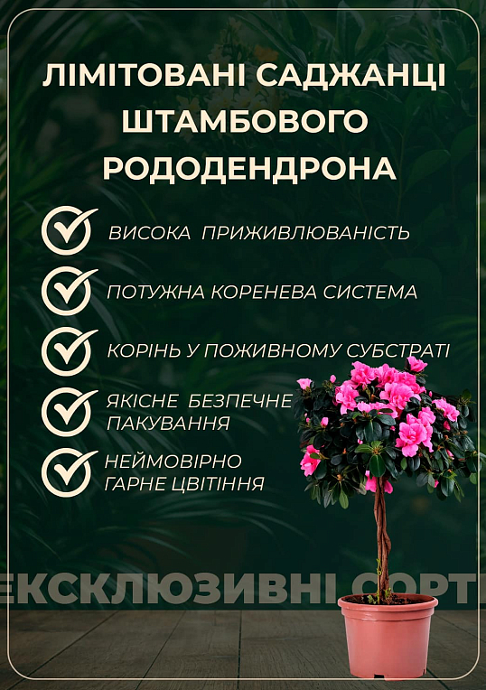 LMTD Рододендрон на штамбе цветущий 3-х летний "Pink Lace" (40-60см) - фото 4