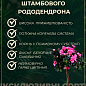 LMTD Рододендрон на штамбе цветущий 3-х летний "Pink Lace" (40-60см)