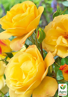Троянда флорибунда "Артур Белл" (саджанець класу АА +) вищий сорт2
