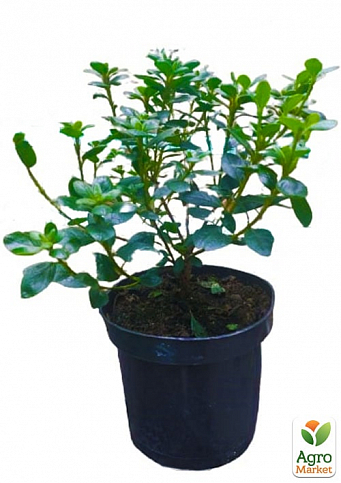 Азалия японская "Канзонетта" (Azalea japonica "Canzonetta") C2 высота 20-50см - фото 2