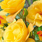 Роза флорибунда "Артур Бэлл" (саженец класса АА+) высший сорт