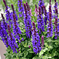 Шалфей Дубравный "Blue Bouquetta" С2 купить