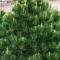 Сосна горная карликовая "Montana" (Pinus Mugo) горшок P9 цена