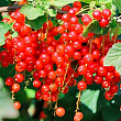 Смородина "Зітавія" (Ribes rubrum "Zitavia") Нідерланди, вазон П9  купить