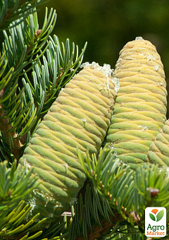 Ялиця Маньчжурська (Abies holophylla) горщик P9 1 саджанець в упаковці17