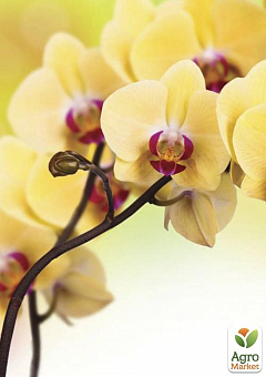 Орхидея желтая "Салюс" ТМ "Vesna Exсlusivе" 10шт1