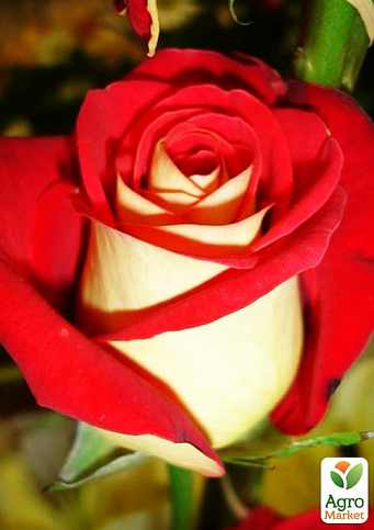 Роза чайно-гибридная "Millennium" (саженец класса АА+) высший сорт