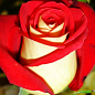 Троянда чайно-гібридна "Millennium" (саджанець класу АА +) вищий сорт
