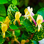 Жимолость "Aureoreticulata Japonica" (Декоративна, плетиста) (контейнер Р9)