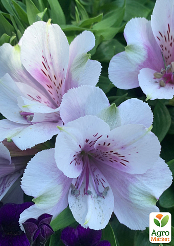 Альстромерия inticancha "Moon" (выращено in-vitro) С1,5 - фото 6