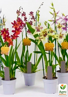 Орхидея "Камбрия" Mix Уценка1