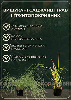 Імперата циліндрична "Red Baron" вазон С22
