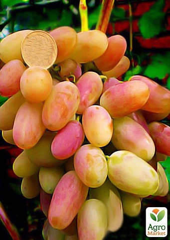 Виноград "Виктор" (ранний срок созревания, грозди очень крупные, массой 500-1000г)