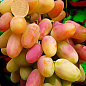 Виноград "Виктор" (ранний срок созревания, грозди очень крупные, массой 500-1000г)
