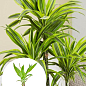 Драцена "Fragrans"