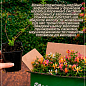 Жимолость "Aureoreticulata Japonica" (Декоративна, плетиста) (контейнер Р9)