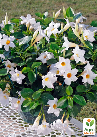 Дипладения 2-х летняя (Mandevilla) "Pearl" (высота 40-50см, подвесной вазон) - фото 3