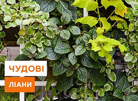 Вертикальне озеленення, ліани: створення живої зелені на стінах - корисні статті про садівництво від Agro-Market