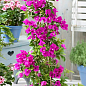 LMTD Бугенвиллия 5-и летняя "Александра" (высота 120-130см)