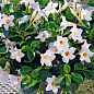 Дипладения 2-х летняя (Mandevilla) "Pearl" (высота 40-50см, подвесной вазон) цена