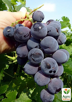 Виноград "Раджа" (плотная хрустящая мякоть, огромная ягода до 25 гр средний срок созревания)2