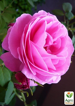 Ексклюзив! Роза чайно-гібридна вишневий вирозітельний відтінок "Красуня Роуз" (Pretty Rose) (сорт на запашне варення)1