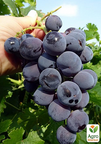 Виноград "Раджа" (плотная хрустящая мякоть, огромная ягода до 25 гр средний срок созревания)