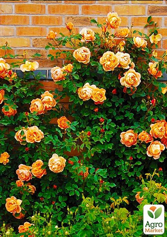 Эксклюзив! Роза английская лососево-розовая с красиво золотисто-желтой изнанкой "Лейла" (Leila) (саженец класса АА+, премиальный высший сорт) - фото 3