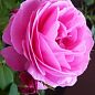 Ексклюзив! Роза чайно-гібридна вишневий вирозітельний відтінок "Красуня Роуз" (Pretty Rose) (сорт на запашне варення)