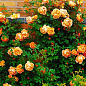 Ексклюзив! Троянда англійська лососева-рожева з красиво золотисто-жовтим виворотом "Лейла" (Leila) (саджанець класу АА +, преміальний вищий сорт) цена