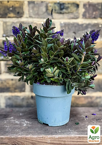 LMTD Хебе "Vinoa Purple" висота 20-25см