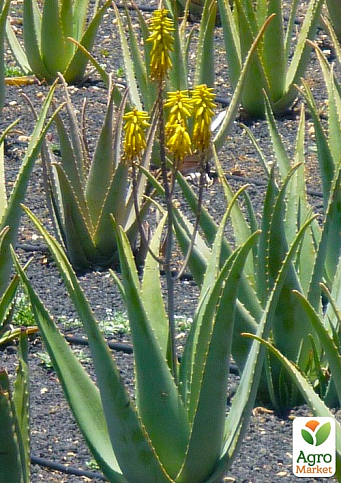 Сукулент "Aloe Vera" (Нідерланди) - фото 3