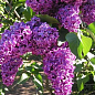 Сирень тёмно-фиолетовая "Night" (Syringa vulgaris Night) купить