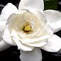 Гардения жасминовидная "Лучший день" (Gardenia jasminoides)  дм 13 см высю. 25 см