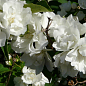 Жасмин гибридный садовый (чубушник) "Bouquet Blanc", С2