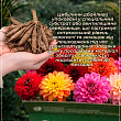Жоржина "Lucky Number" цена