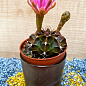 Кактус "Гимнокалициум" (Gymnocalycium Mihanovichii) (Нидерланды)