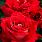 Роза чайно-гибридная "Черри О" (саженец класса АА+) высший сорт