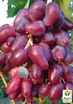 Виноград "Дубовський Рожевий" (величезне гроно 1000-1500 гр, гігантська ягода) 1 саджанець в упаковці2