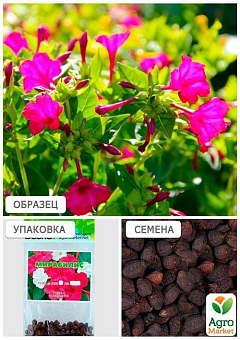 Мирабилис (Зипер) ТМ "Весна" 1.5г8