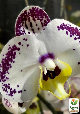 Орхидея Super Mini (Phalaenopsis) "Leo"