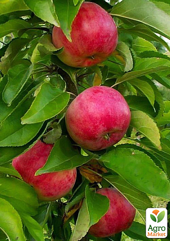 Яблуня колоновидна "Скорпіон" (осінній сорт)