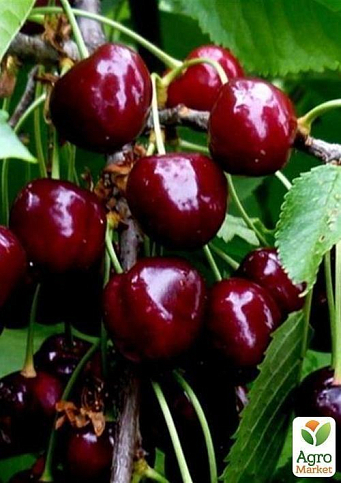 Черешня "Талісман" (літній сорт, ранній термін дозрівання)