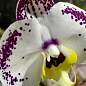 Орхідея Super Mini (Phalaenopsis) "Leo"