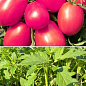Розсада Томат «Де-Барао Гігант Рожевий» (фермерське вирощування), 45шт в упаковці (касета)