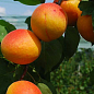 Абрикос "Бушеран" (летний сорт, поздний срок созревания) купить