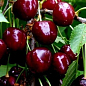 Черешня "Талісман" (літній сорт, ранній термін дозрівання)